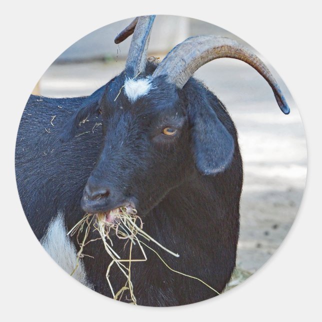 Pegatina Redonda Foto Cute Black Goat (Anverso)