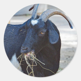 Pegatina Redonda Foto Cute Black Goat