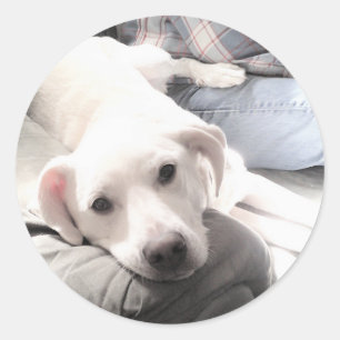 Pegatina Redonda Foto de adorable perro blanco cansado con su mejor