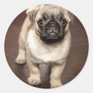 Pegatina Redonda Foto de cachorro de pug adorable