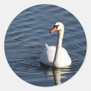 Pegatina Redonda Foto de cisne blanco bonito
