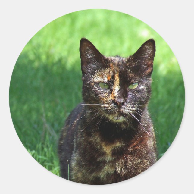 Pegatina Redonda Foto de Cute Brown Tortoiseshell Cat (Anverso)