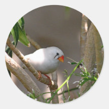 Foto de la finca blanca de bonito