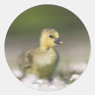 Pegatina Redonda Foto de la naturaleza de Cute Gosling