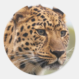 Pegatina Redonda Foto de leopardo