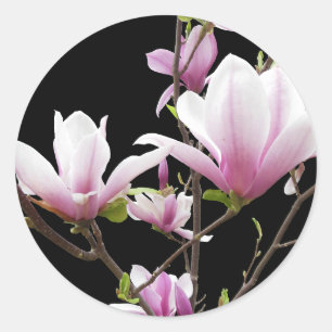 Pegatina Redonda Foto de Magnolia Rosa sobre Negro 