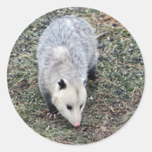 Foto de Opossum