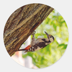 Pegatina Redonda Foto de pájaro carpintero salvaje