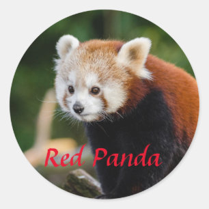 Pegatina Redonda Foto de Panda Rojo Adorable