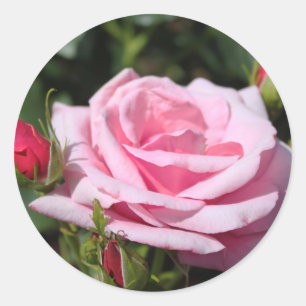 Pegatina Redonda foto de rosa rosa perfecta y hermosa con flor y ca