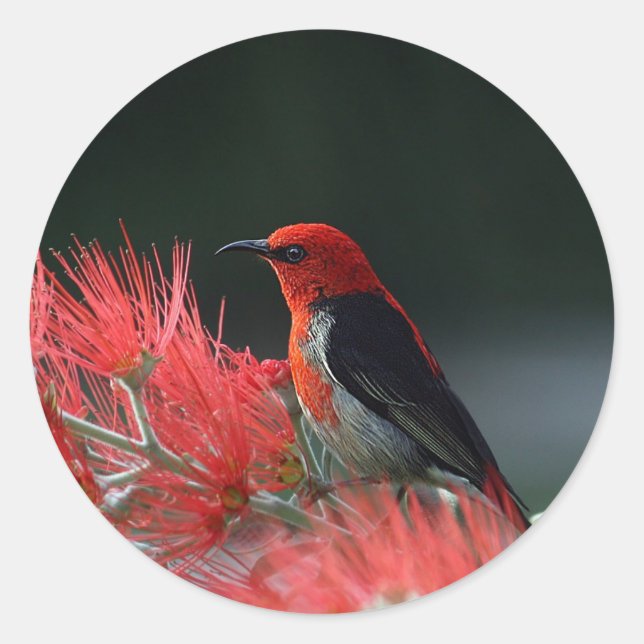 Pegatina Redonda Foto de Scarlet Honeyeater (Anverso)