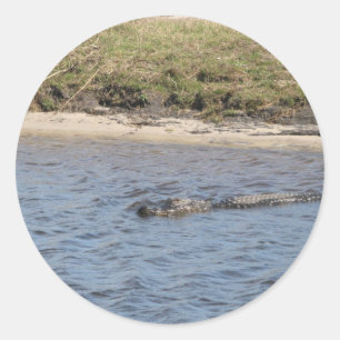 Pegatina Redonda Foto de vida silvestre de caimán americano nadando
