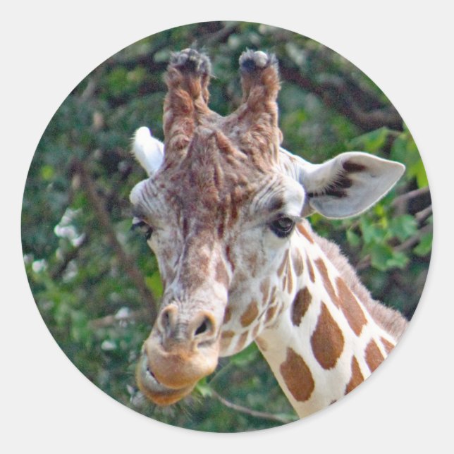 Pegatina Redonda Foto de Wildlife Giraffe (Anverso)