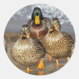 Pegatina Redonda Foto de Wildlife Mallard Ducks