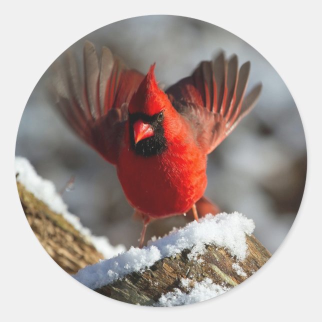 Pegatina Redonda Foto del cardenal Landing Snow (Anverso)