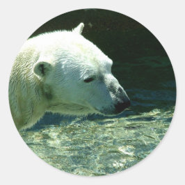 Pegatina Redonda Foto del oso polar