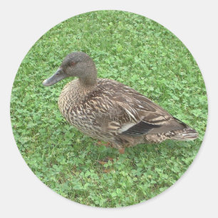 Pegatina Redonda Foto femenina del pato Mallard