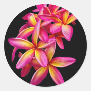 Pegatina Redonda Foto floral de Plumeria Rosa bonito