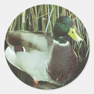 Pegatina Redonda Foto Mallard Duck Animal Lover Nature Birds