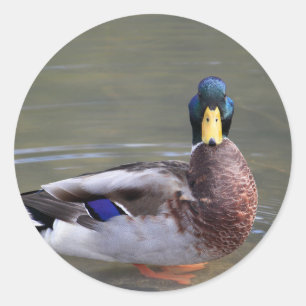 Pegatina Redonda Foto Mallard Duck Drake Water