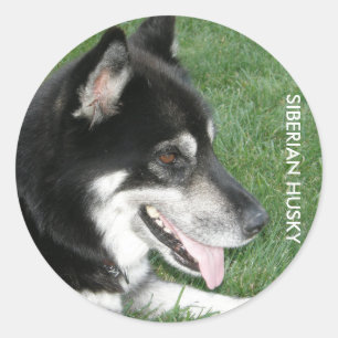 Pegatina Redonda Foto siberiana Husky