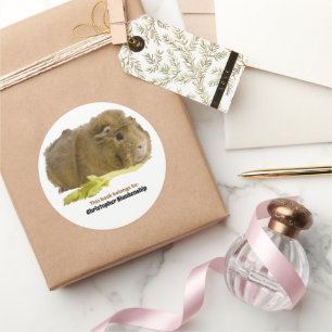 Pegatina Redonda Fotografía de adorable conejillo de indias comiend