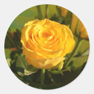 Pegatina Redonda Fotografía de belleza de rosa amarillo