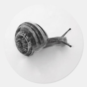 Pegatina Redonda Fotografía de caracol de jardín en la naturaleza