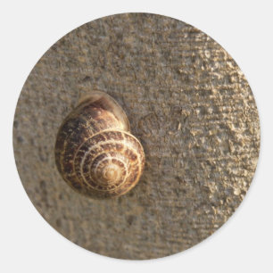 Pegatina Redonda Fotografía de caracol de jardín en la naturaleza