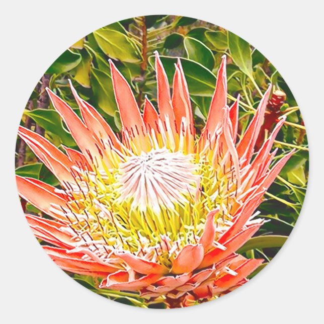 Pegatina Redonda Fotografía de flor australiana Protea (Anverso)