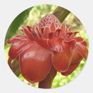 Pegatina Redonda Fotografía de la Flor Tropical del jengibre de la
