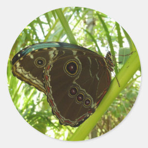 Pegatina Redonda Fotografía de la naturaleza de la mariposa Blue Mo