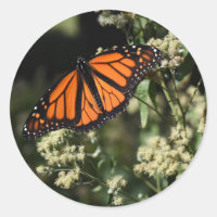 Fotografía de la naturaleza de la mariposa del mon