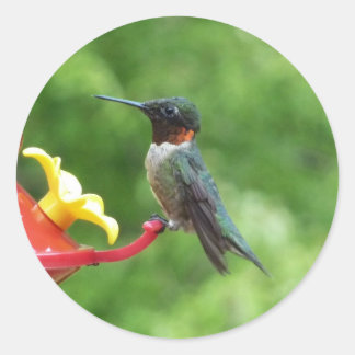 Pegatina Redonda Fotografía de pájaro húmedo con trompetas de rubí