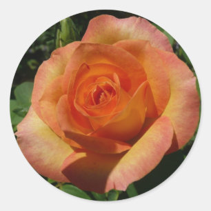 Pegatina Redonda Fotografía de Peach Rosa Naranja Floral