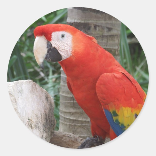 Pegatina Redonda Fotografía de Scarlet Macaw (Anverso)