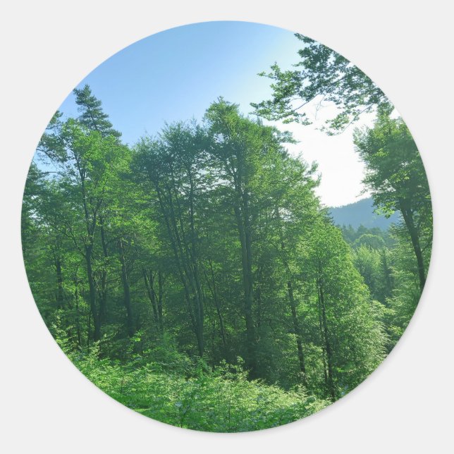 Pegatina Redonda Fotografía del paisaje de los bosques verdes (Anverso)