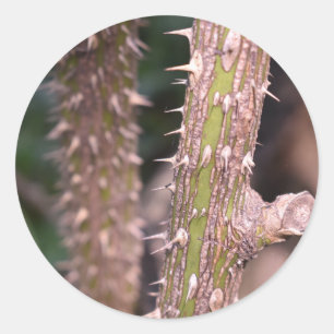 Pegatina Redonda Fotografía del Parque Natural Plant Stem Thorns