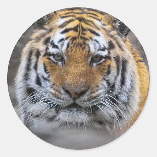 Pegatina Redonda Fotografía del tigre siberiano (Anverso)
