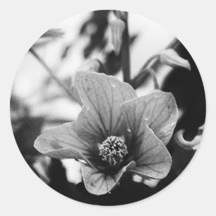 Pegatina Redonda Fotografía floral en blanco y negro
