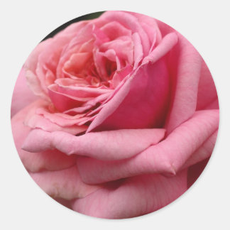 Pegatina Redonda Fotografía floral Rosa I Bonito