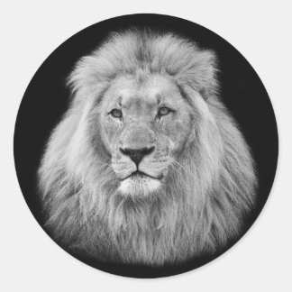 Pegatina Redonda Fotos en blanco y negro de un león macho majestuos