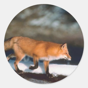 Pegatina Redonda Fox Corre En Nieve