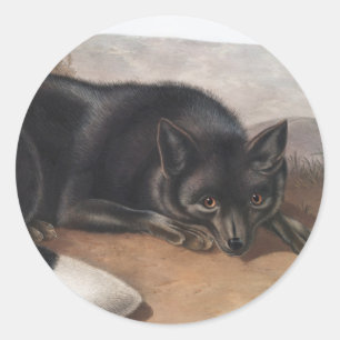 Pegatina Redonda Fox negra o plateada estadounidense (Vulpes fulvus