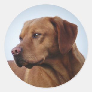 Pegatina Redonda Fox Red Labrador Gundog