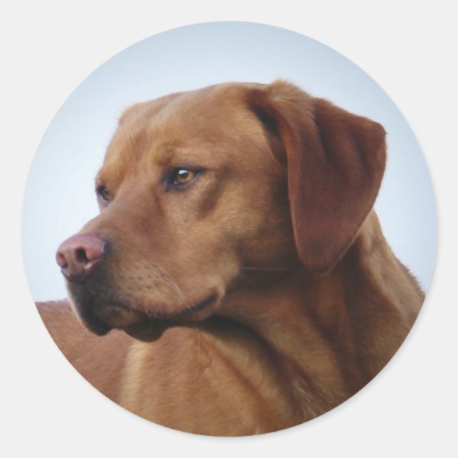 Pegatina Redonda Fox Red Labrador Gundog (Anverso)