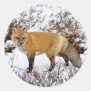 Pegatina Redonda Fox roja en la nieve en invierno