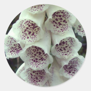 Pegatina Redonda Foxglove blanco