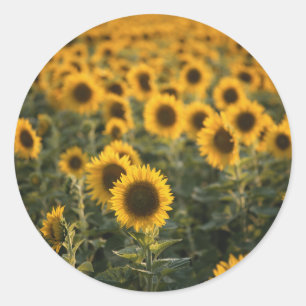 Pegatina Redonda Francia, Vaucluse, campo de girasoles