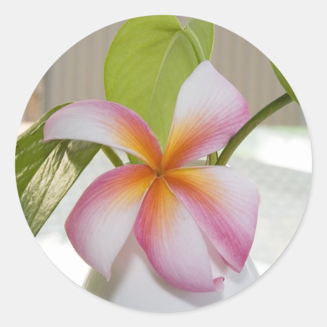 Pegatina Redonda Frangi Panni (Anverso)